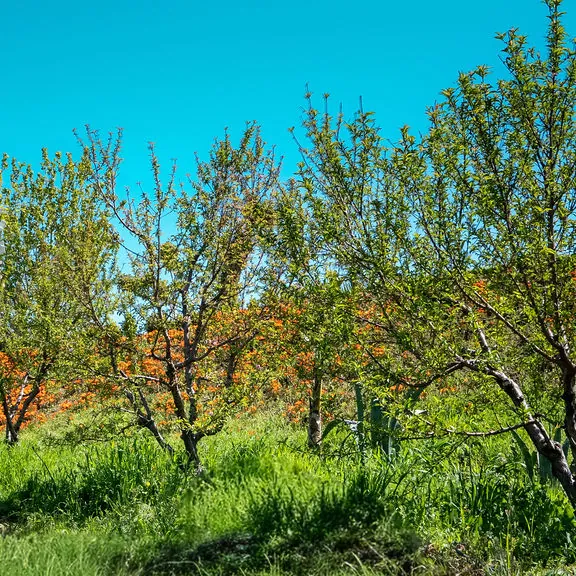 La propriété de Bhalil Farm House, Sefrou — 3